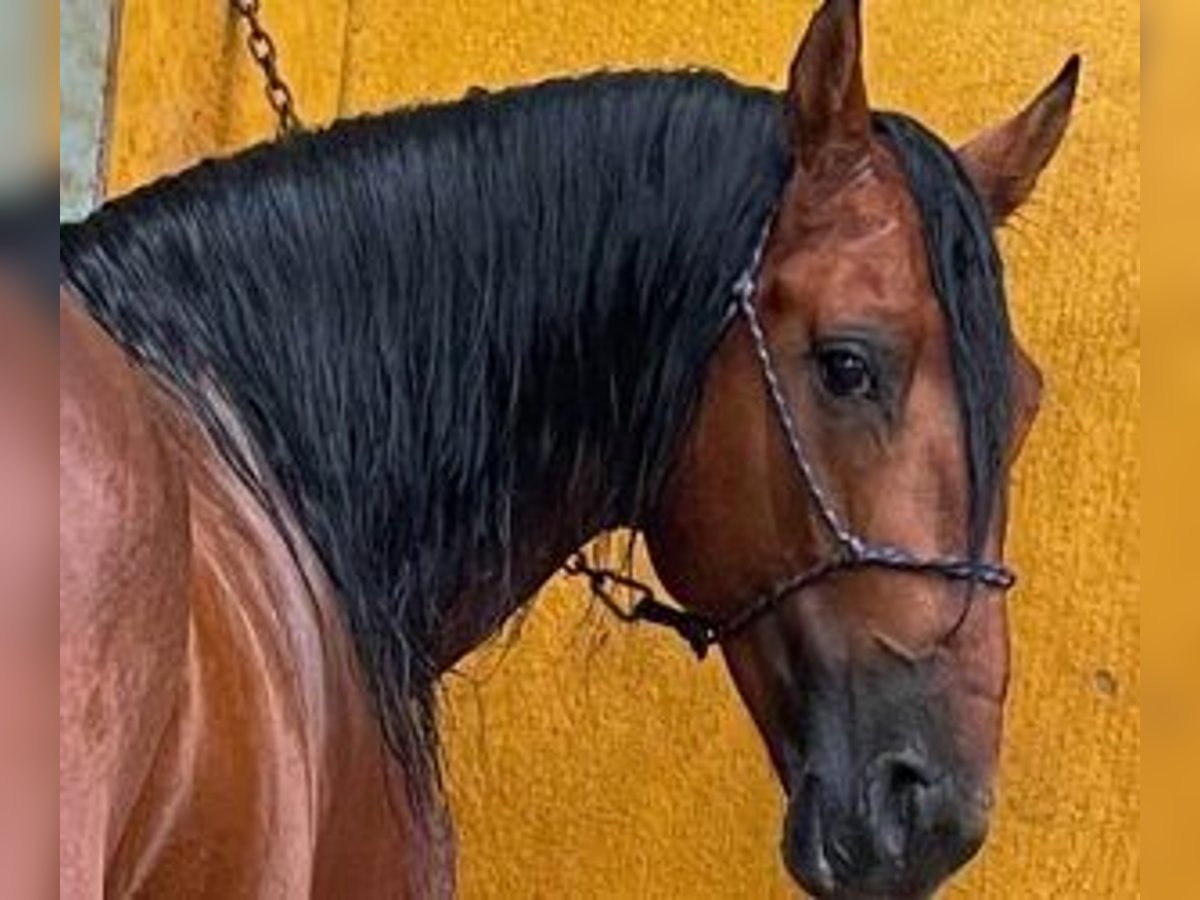 PRE Mix Stallion 9 years 16,2 hh Bay in Leon