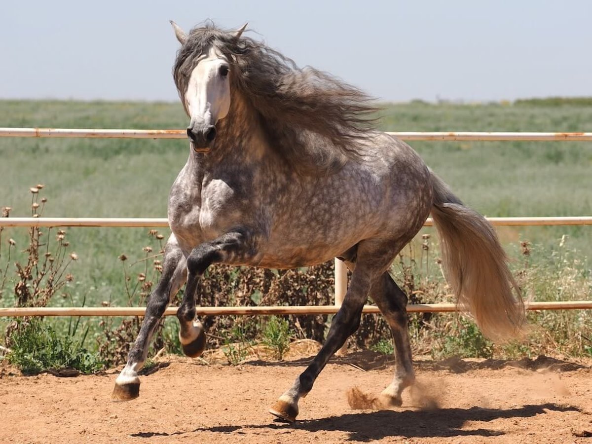 PRE Mix Stallion 9 years 16,2 hh Gray in Navas Del Madro&#xF1;o