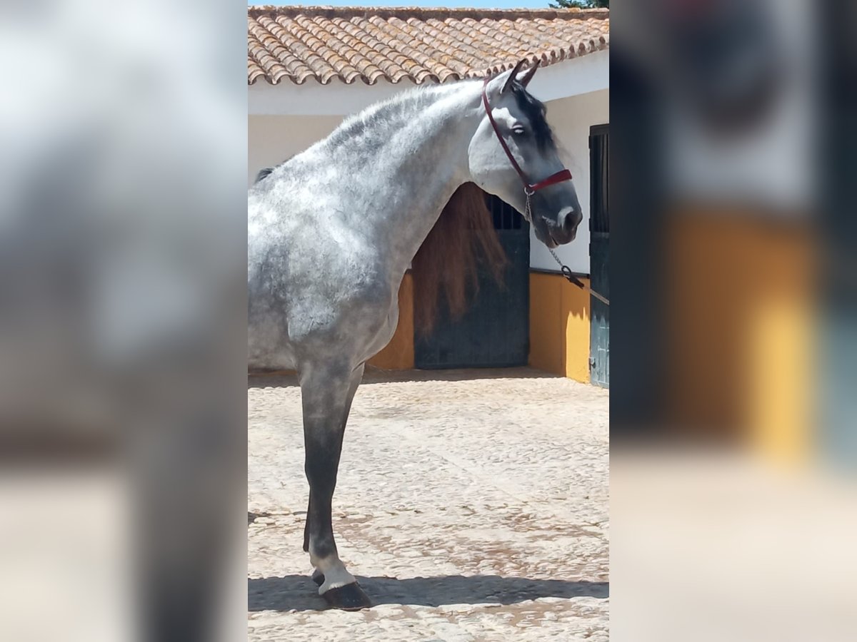 PRE Stallion 9 years 17,1 hh Gray-Dapple in Jerez De La Frontera