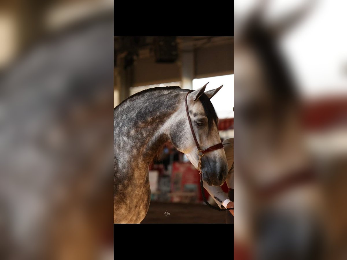 PRE Stallion 9 years 17 hh Gray in Caravaca De La Cruz