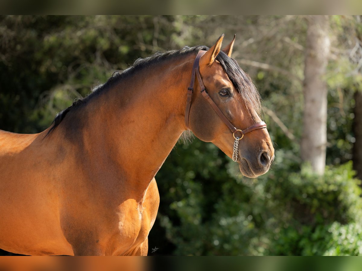 PRE Stallion 9 years 17 hh in El Catllar