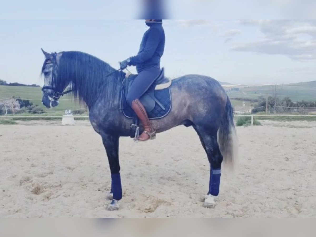 PRE Mix Stallion 9 years Gray in Almeria