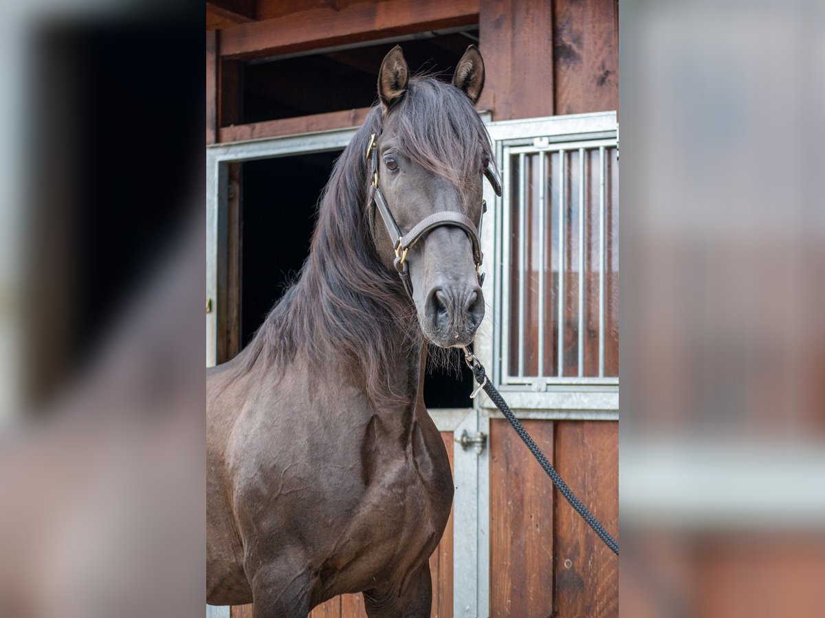 PRE Stallion Black in Menden