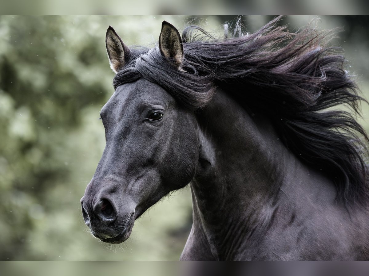 PRE Stallion Black in J&#xFC;lich