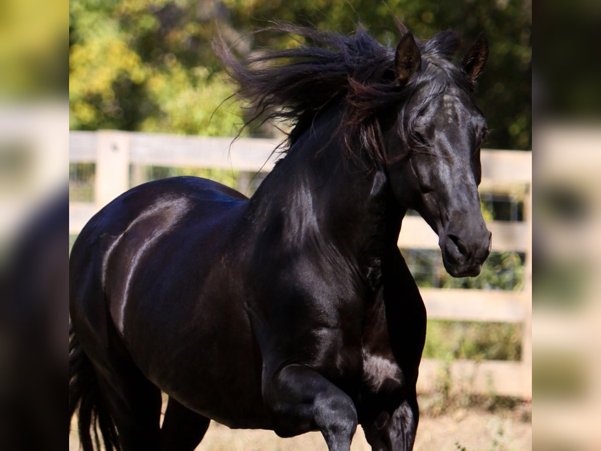 PRE Stallion Black in Ocala, FL