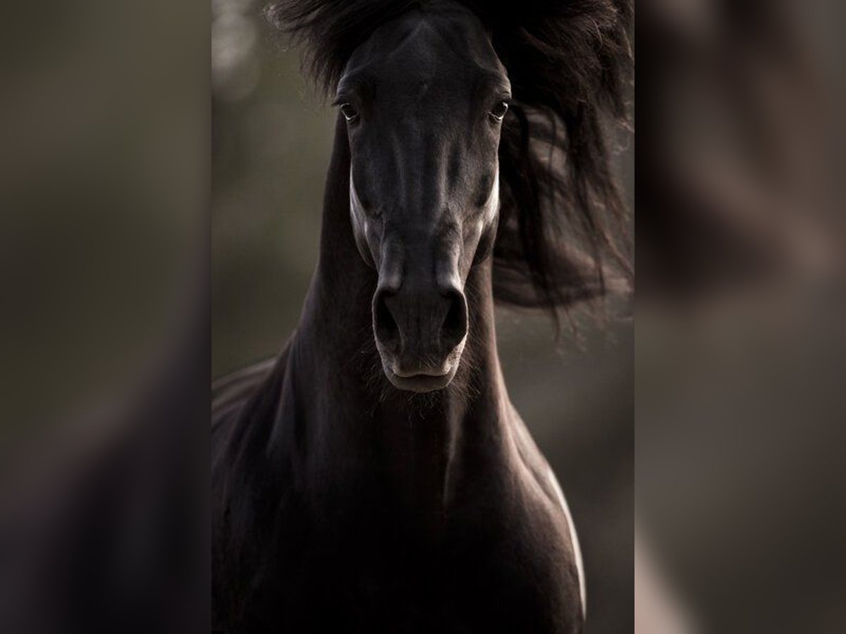 PRE Stallion Black in El Catllar PRE Stallion Black in El Catllar