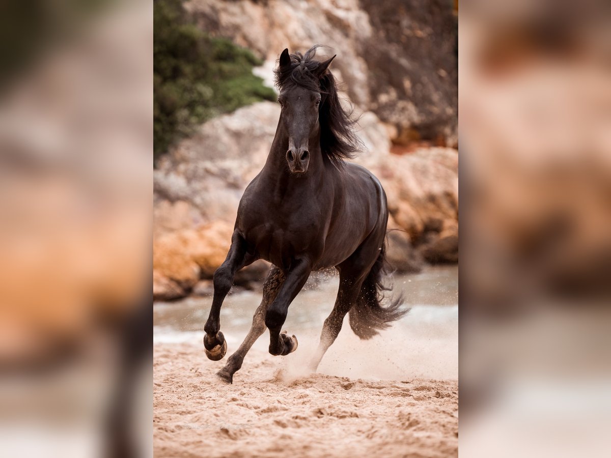 PRE Stallion Black in El Catllar