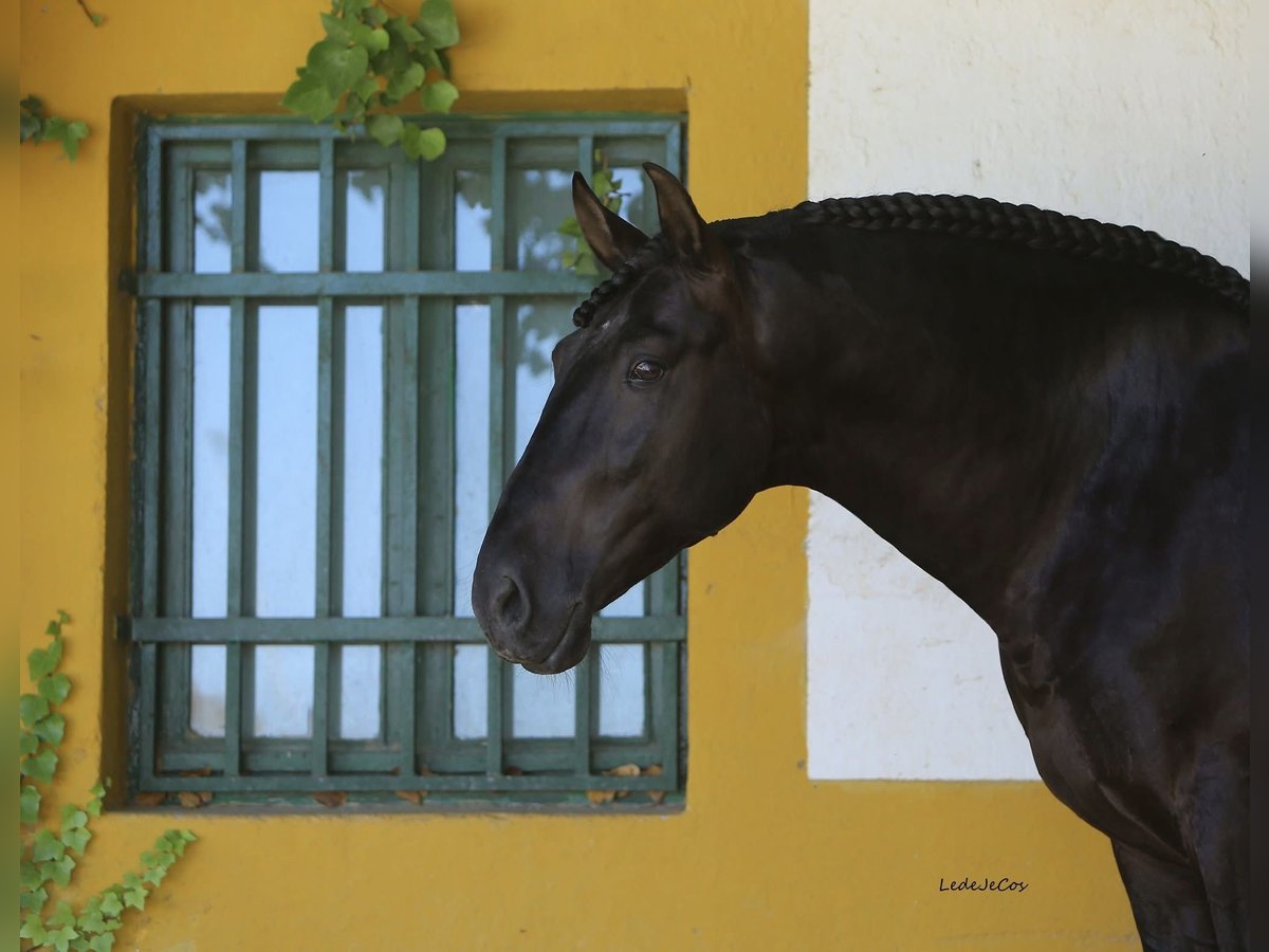 PRE Stallion Black in SEVILLA