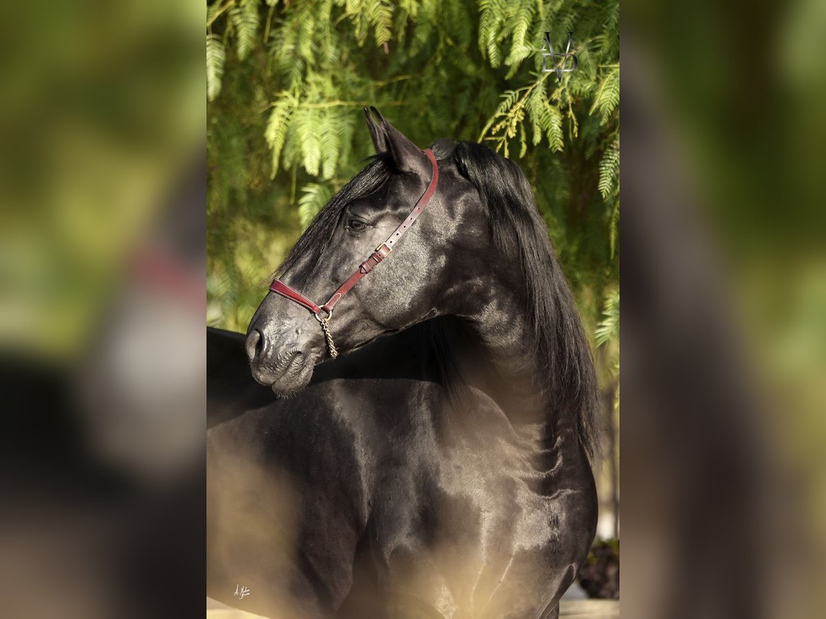 PRE Stallion Black in SEVILLA