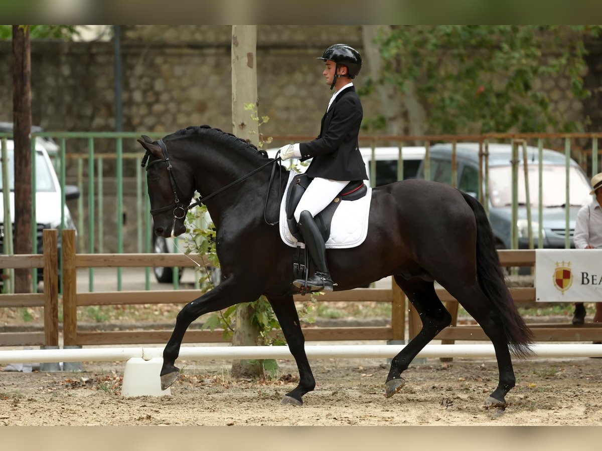 PRE Stallion Black in Caumont