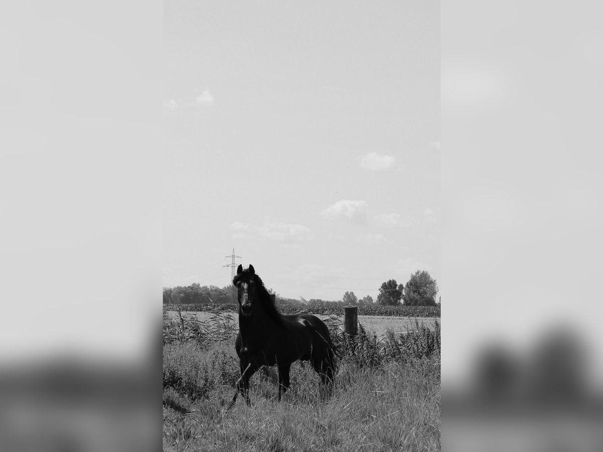 PRE Stallion Black in Wien