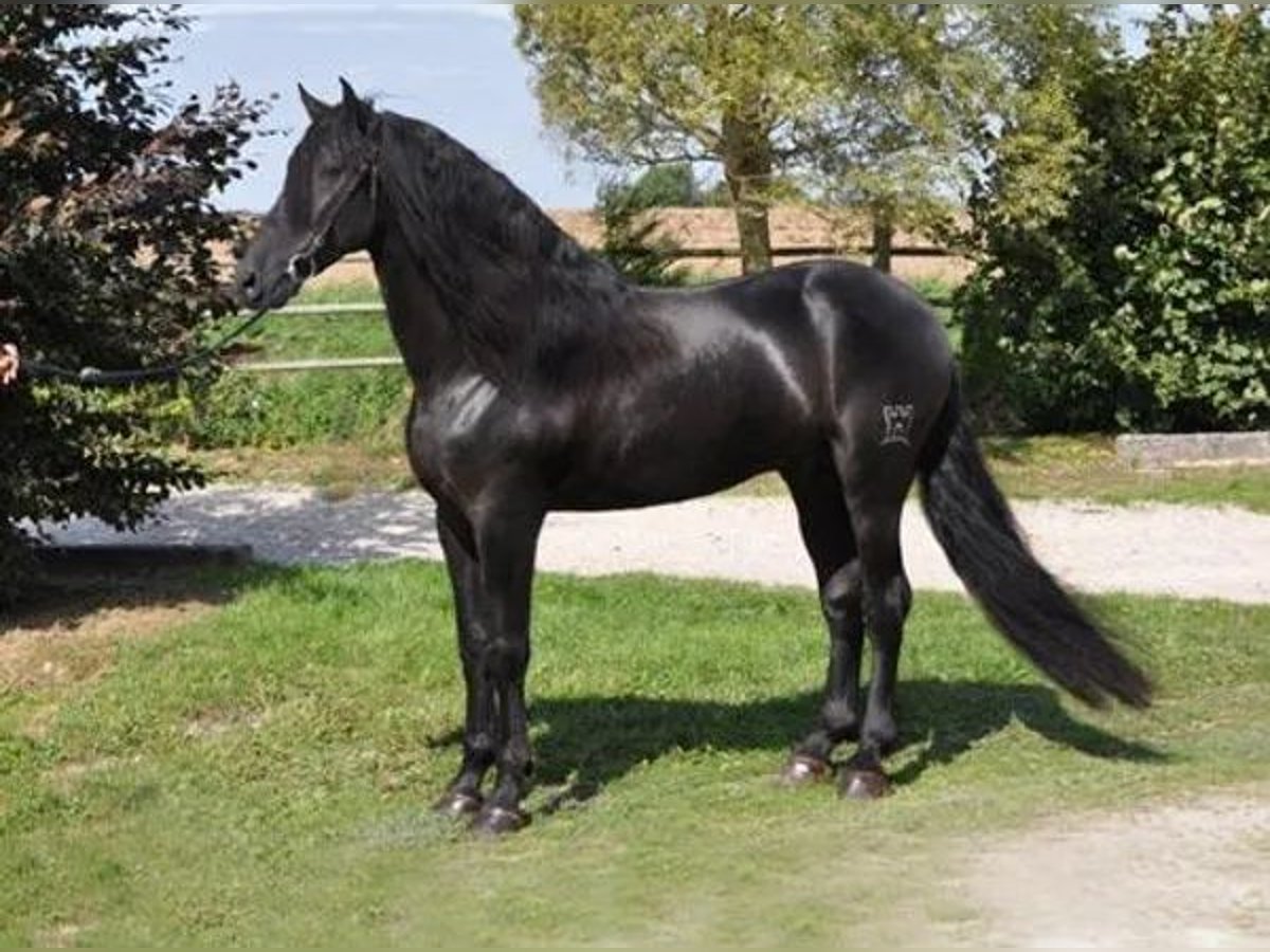 PRE Stallion Black in Porspoder
