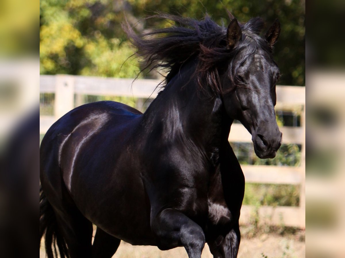 PRE Stallion in Ocala, FL