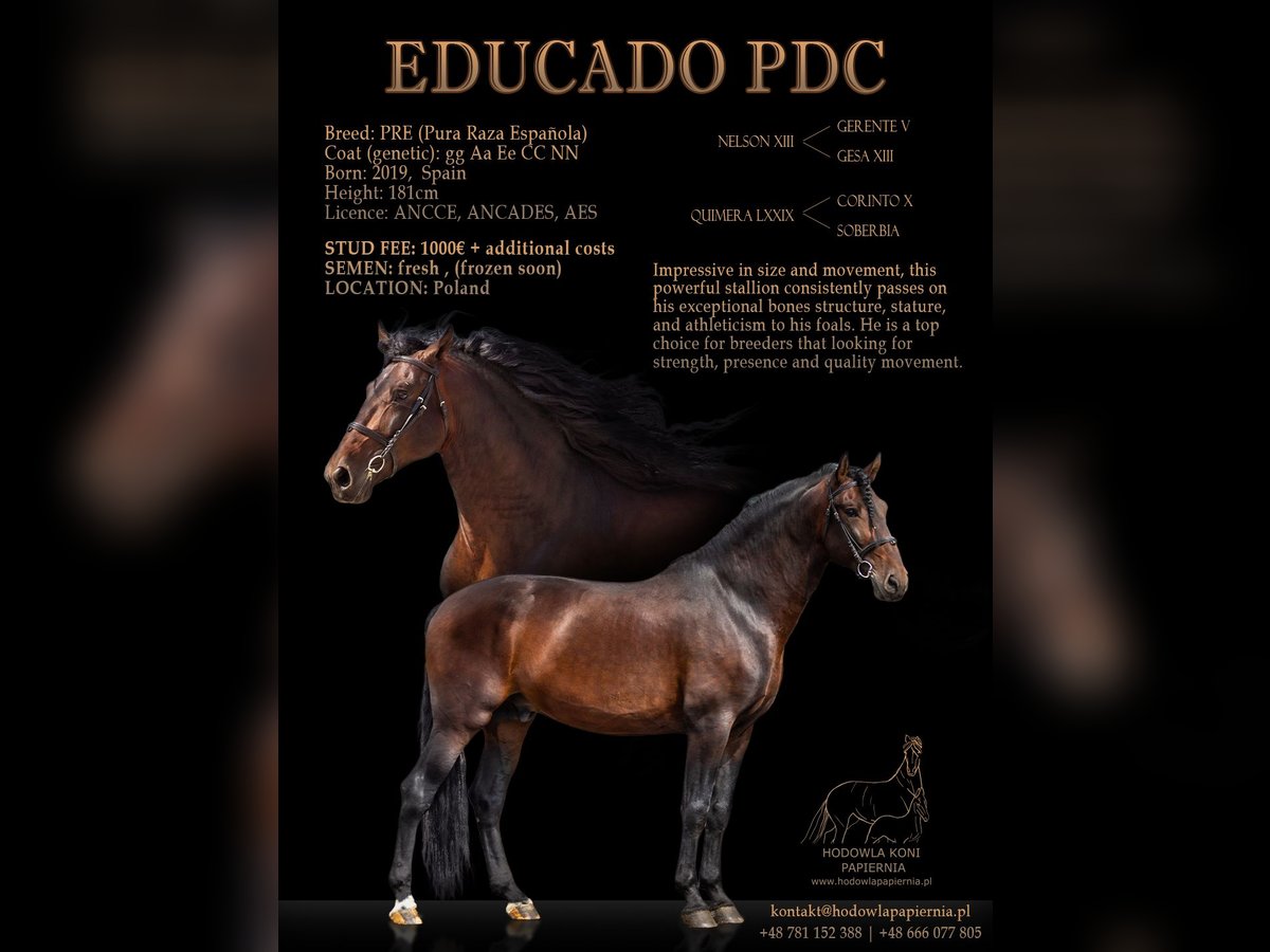 PRE Stallion Brown in Przedb&#xF3;rz