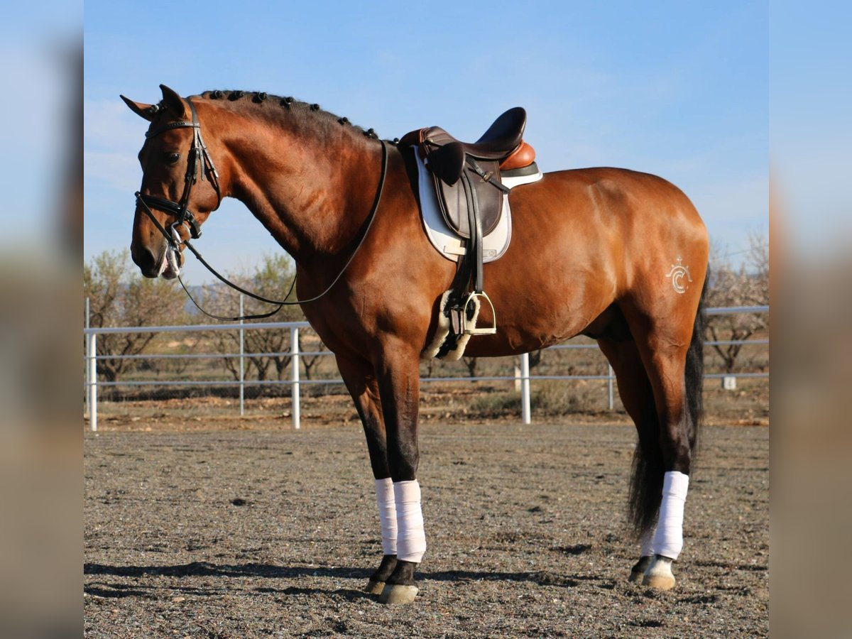 PRE Stallion Brown in Utiel