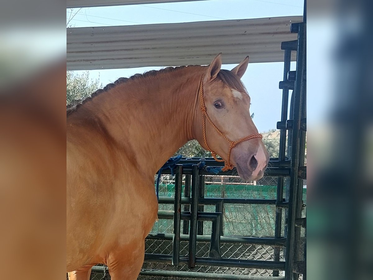 PRE Stallion Champagne in Nerja