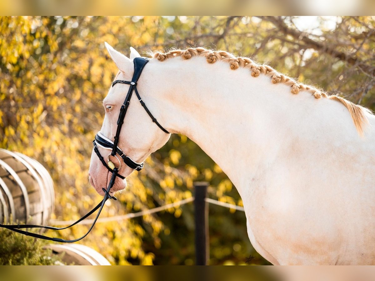 PRE Stallion Cremello in caumont