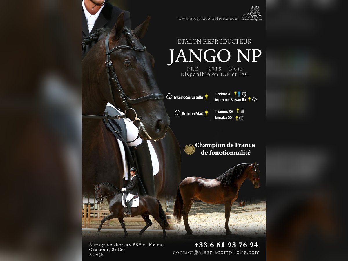 PRE Stallion in Caumont