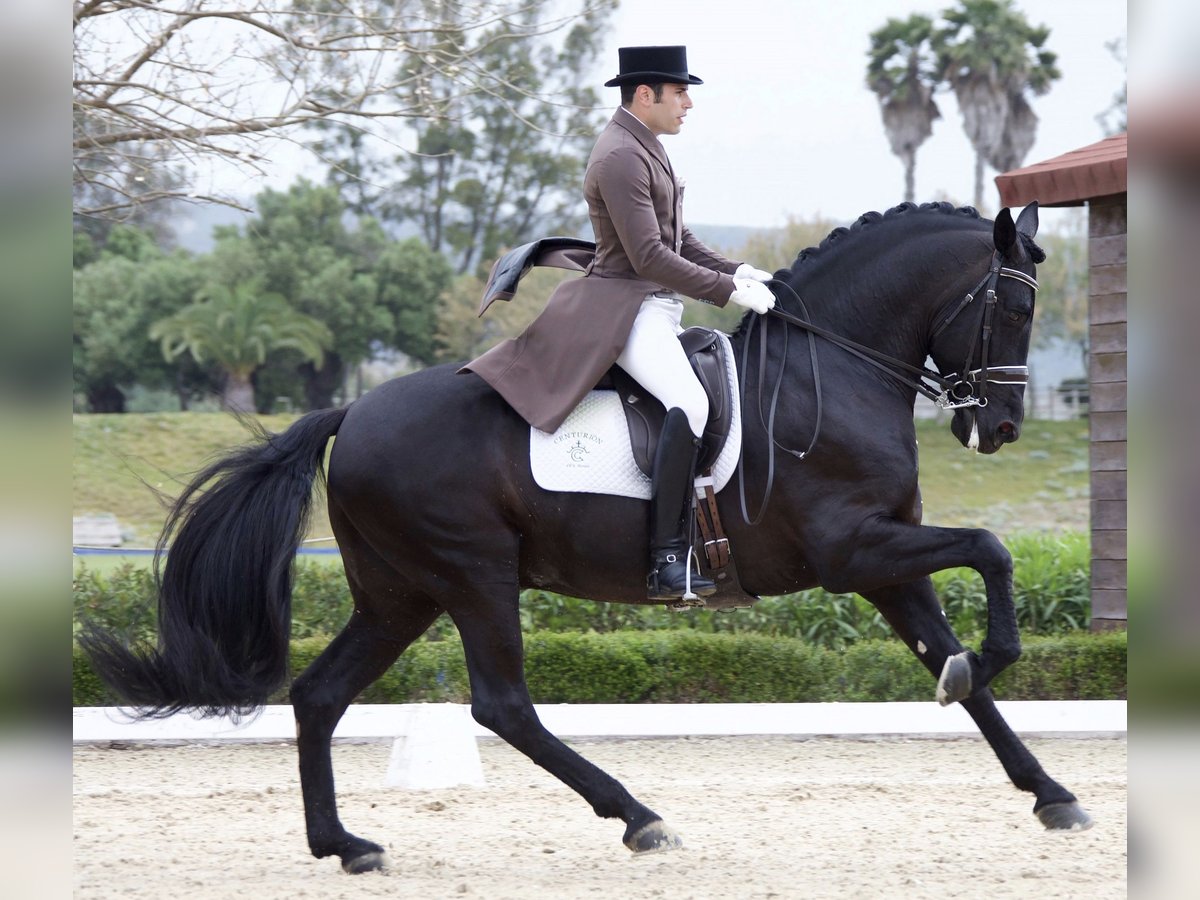 PRE Stallion in Utiel