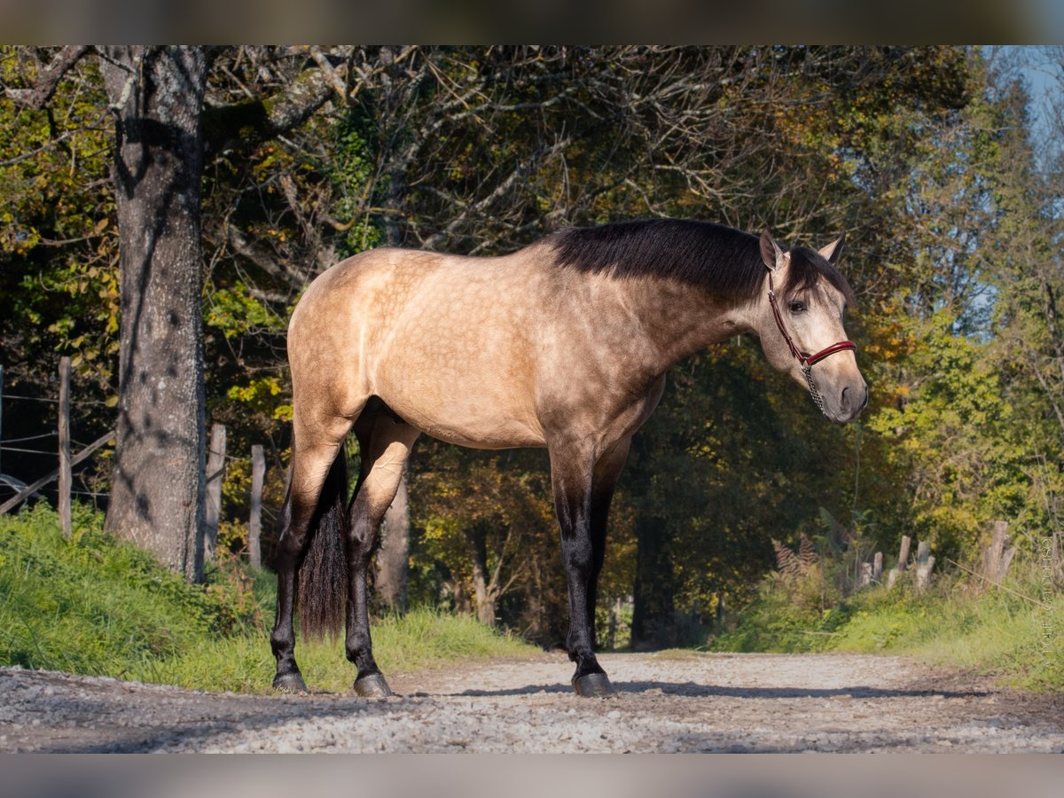 PRE Stallion Dun in Caumont