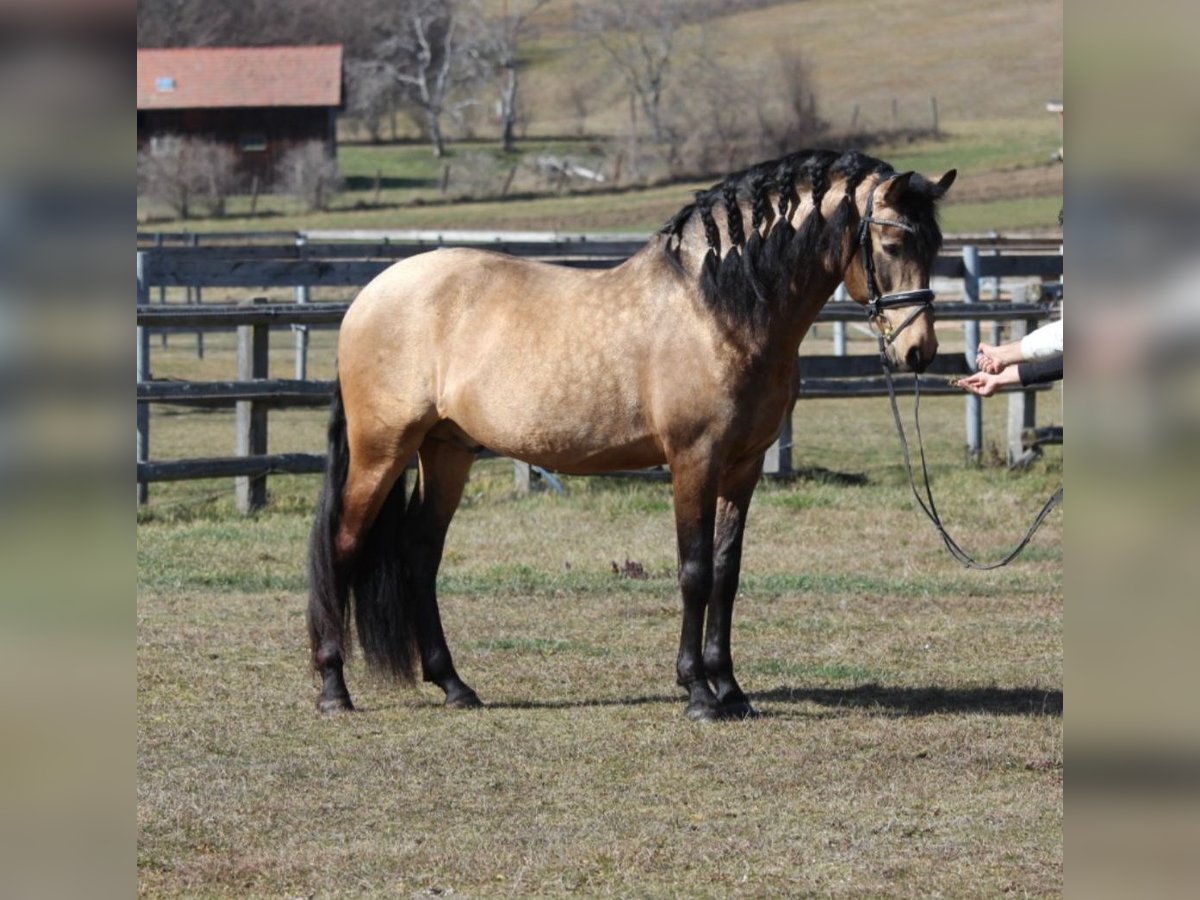 PRE Stallion Dun in Rechnitz