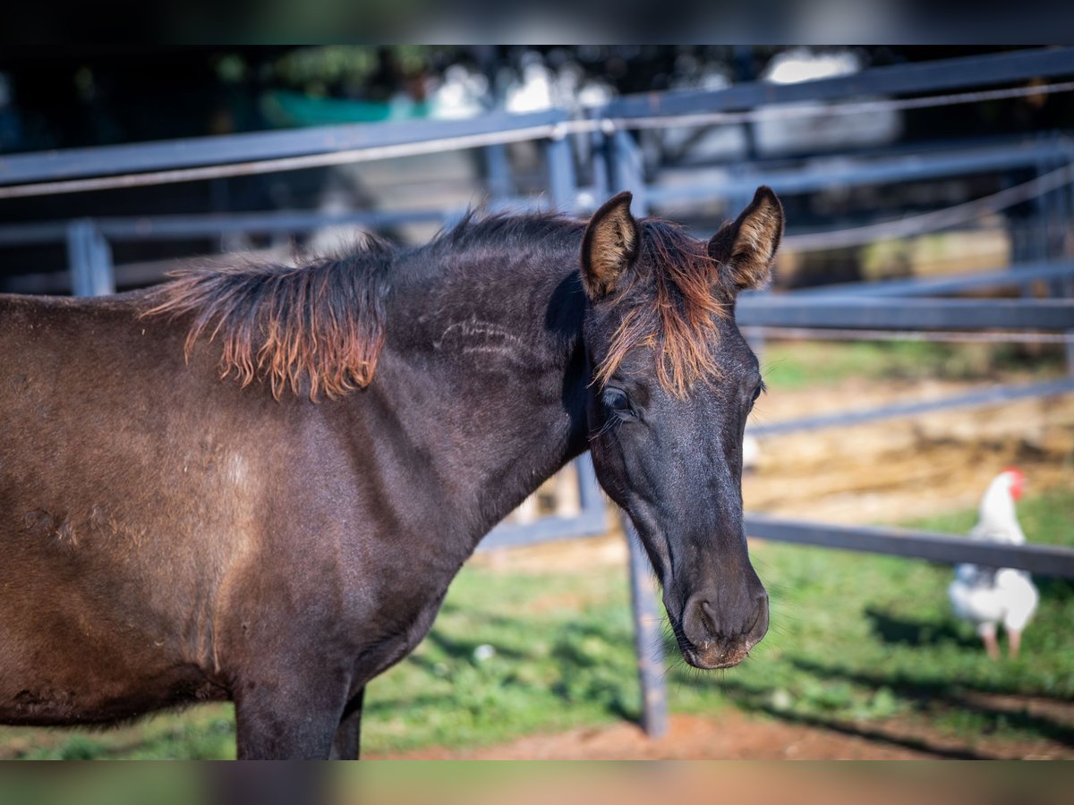 PRE Stallion Foal (07/2025) 12,2 hh Black in Valencia