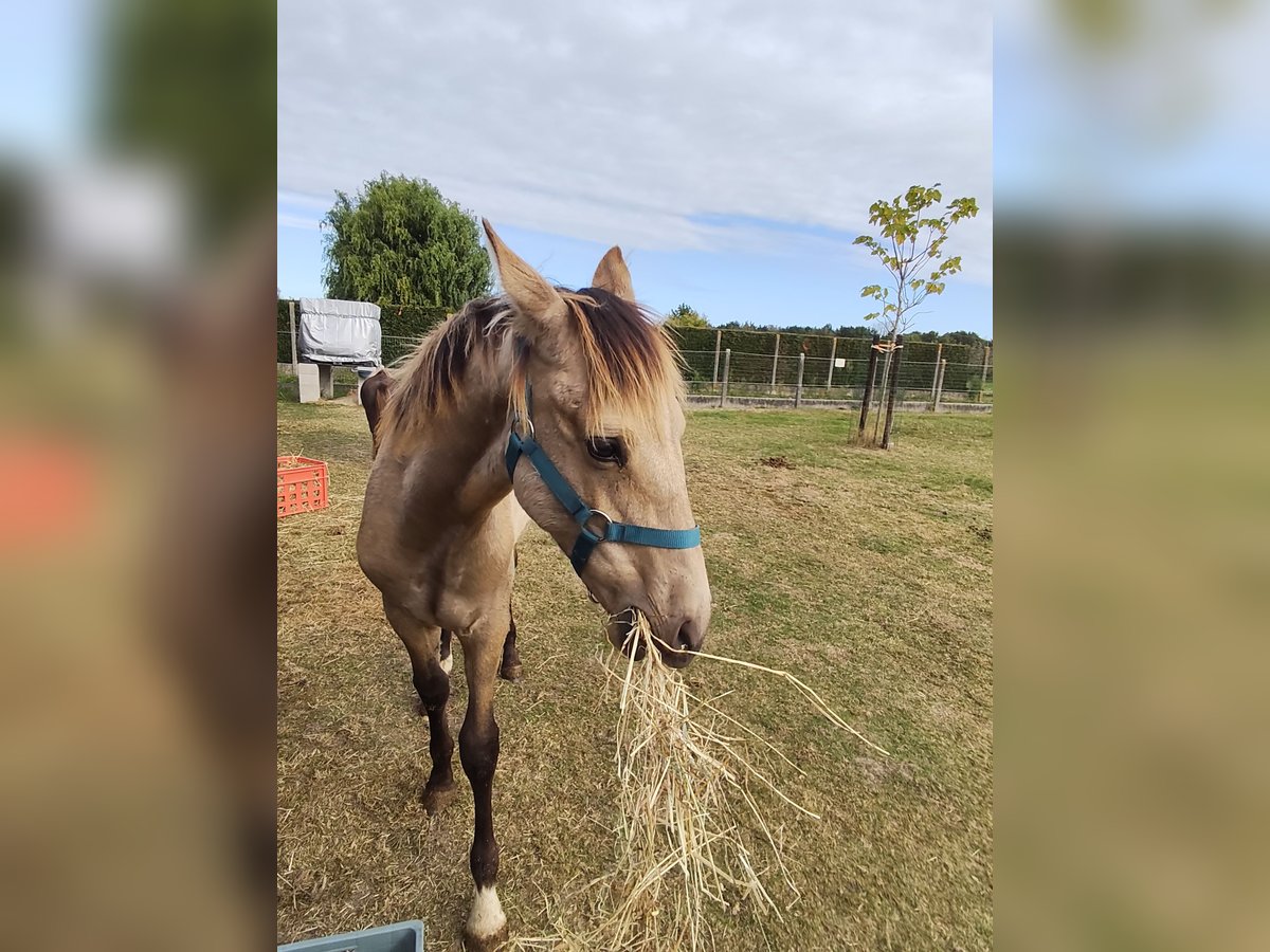 PRE Stallion Foal (03/2025) 12,2 hh Buckskin in Nieuwerkerken