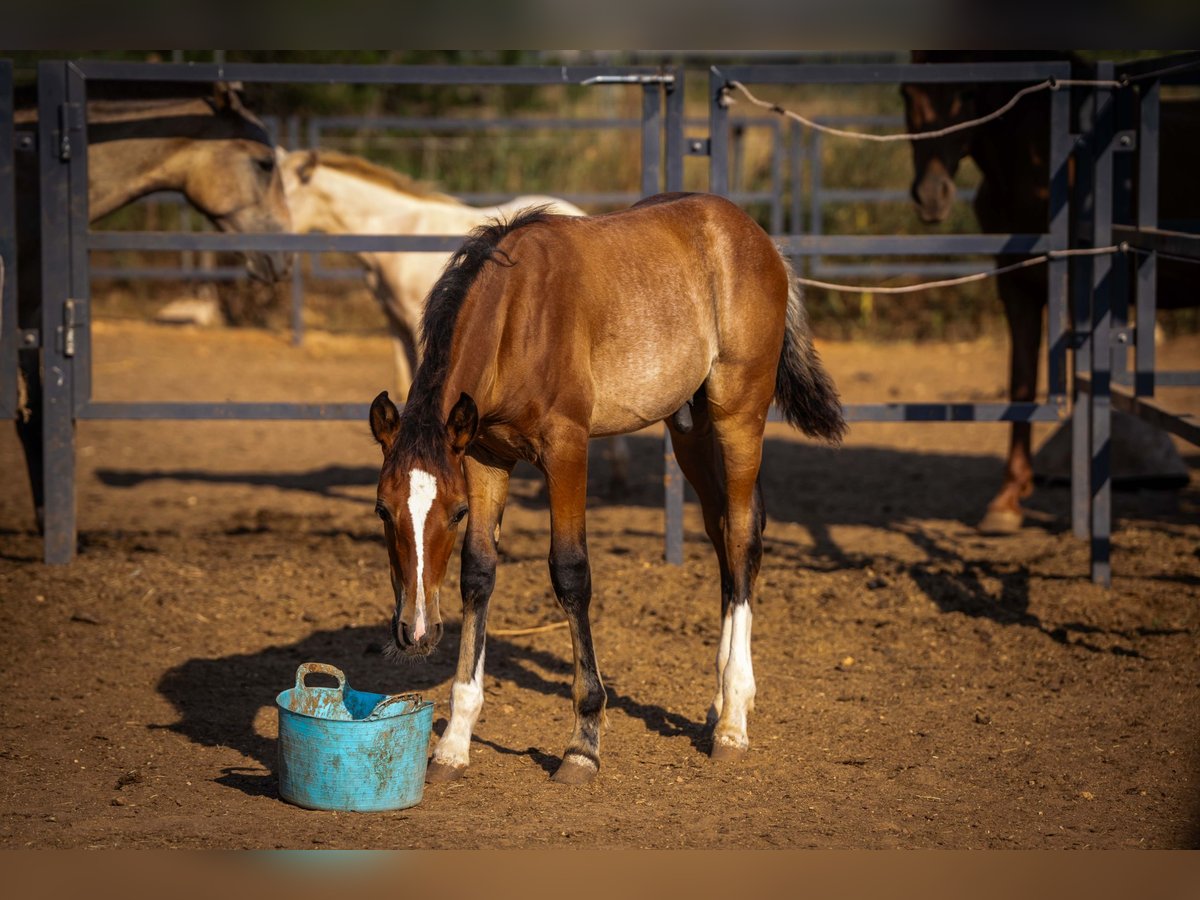 PRE Mix Stallion Foal (04/2025) 12,2 hh Rabicano in Rafelguaraf