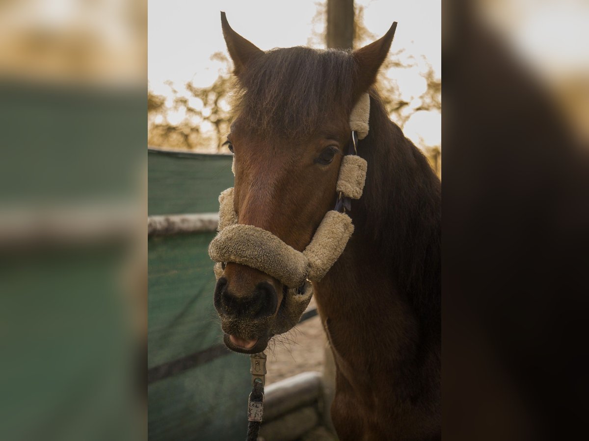 PRE Stallion  13,1 hh Brown in Filderstadt