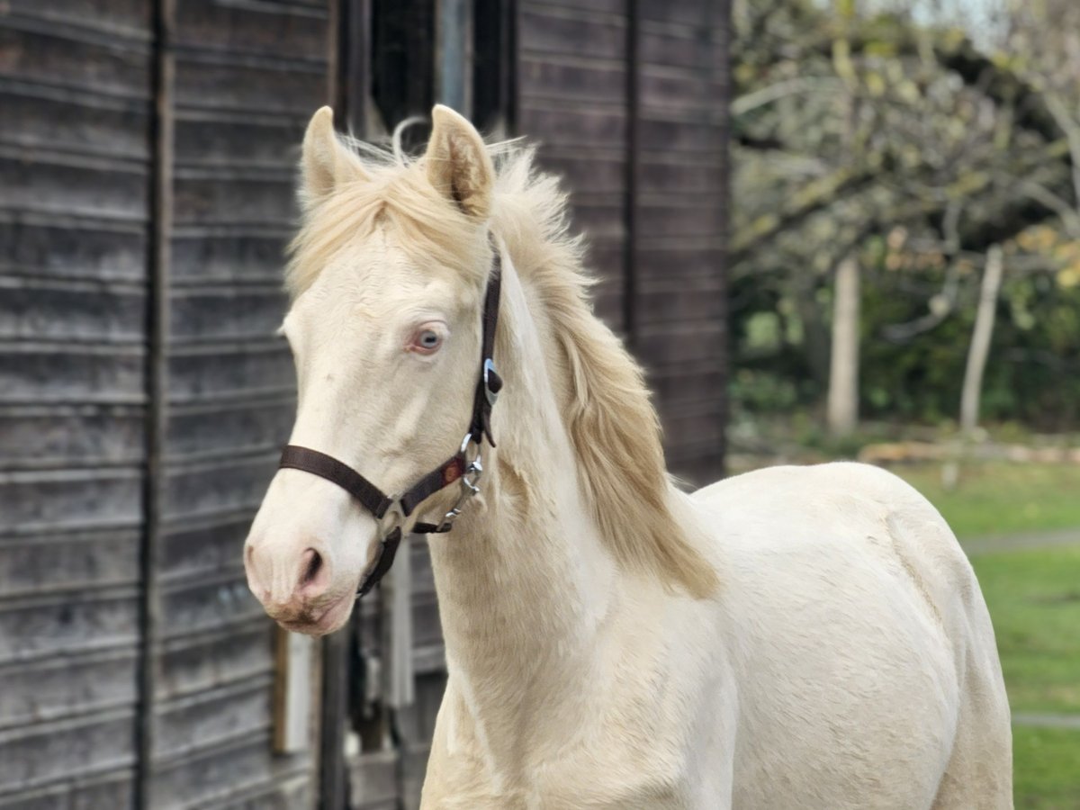 PRE Stallion Foal (03/2025) 13,2 hh Perlino in Visz