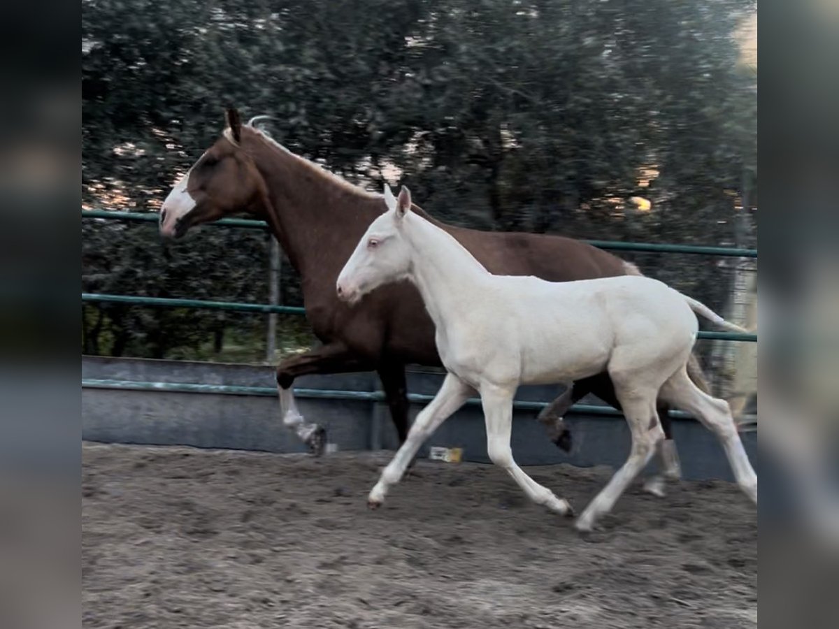 PRE Stallion Foal (01/2024) 14,2 hh Palomino in Malaga