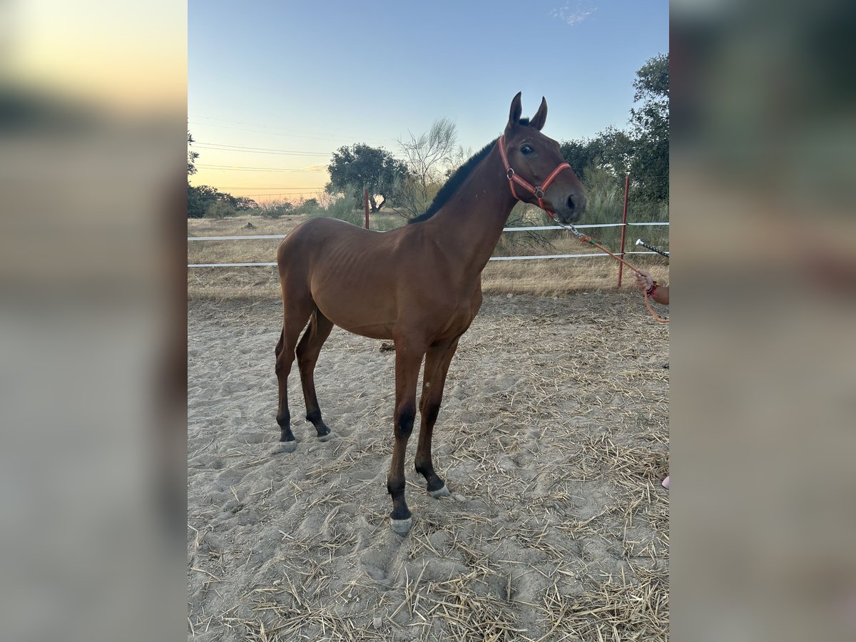 PRE Stallion  14,2 hh Bay in Campanario
