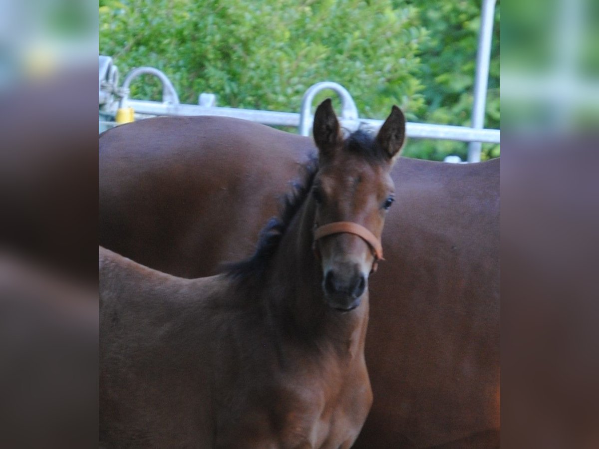 PRE Mix Stallion Foal (04/2024) 15,2 hh Brown in Himmelpforten