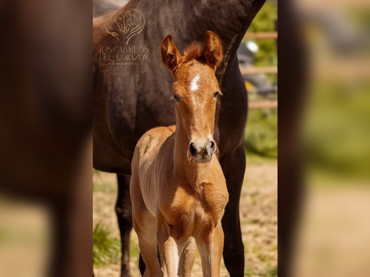 PRE Stallion Foal (04/2024) 15,2 hh Chestnut-Red in Le coudray sur thelle