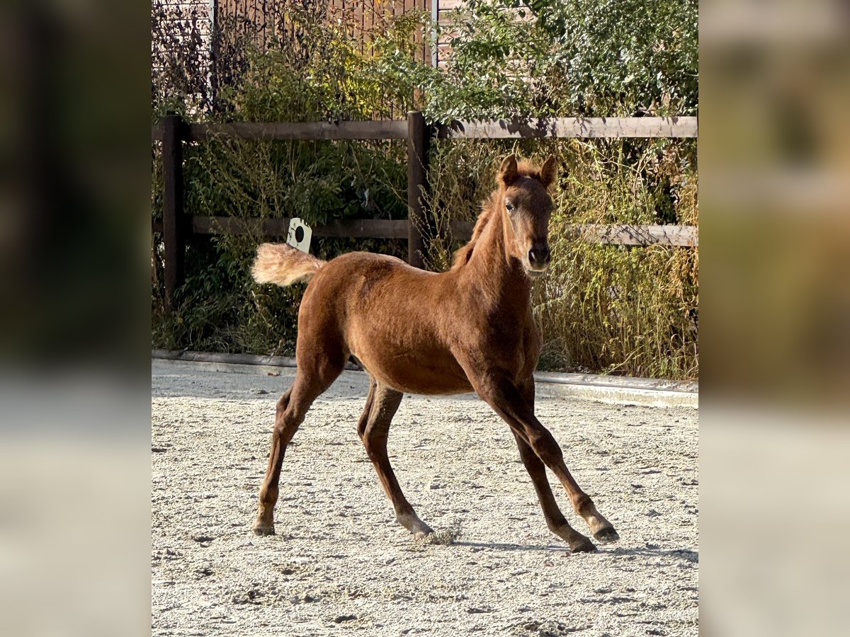 PRE Stallion Foal (07/2025) 15,2 hh Chestnut-Red in Stahnsdorf