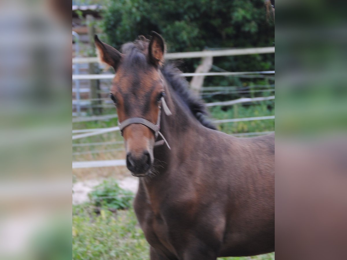 PRE Mix Stallion Foal (01/2025) 15,2 hh Brown in Himmelpforten