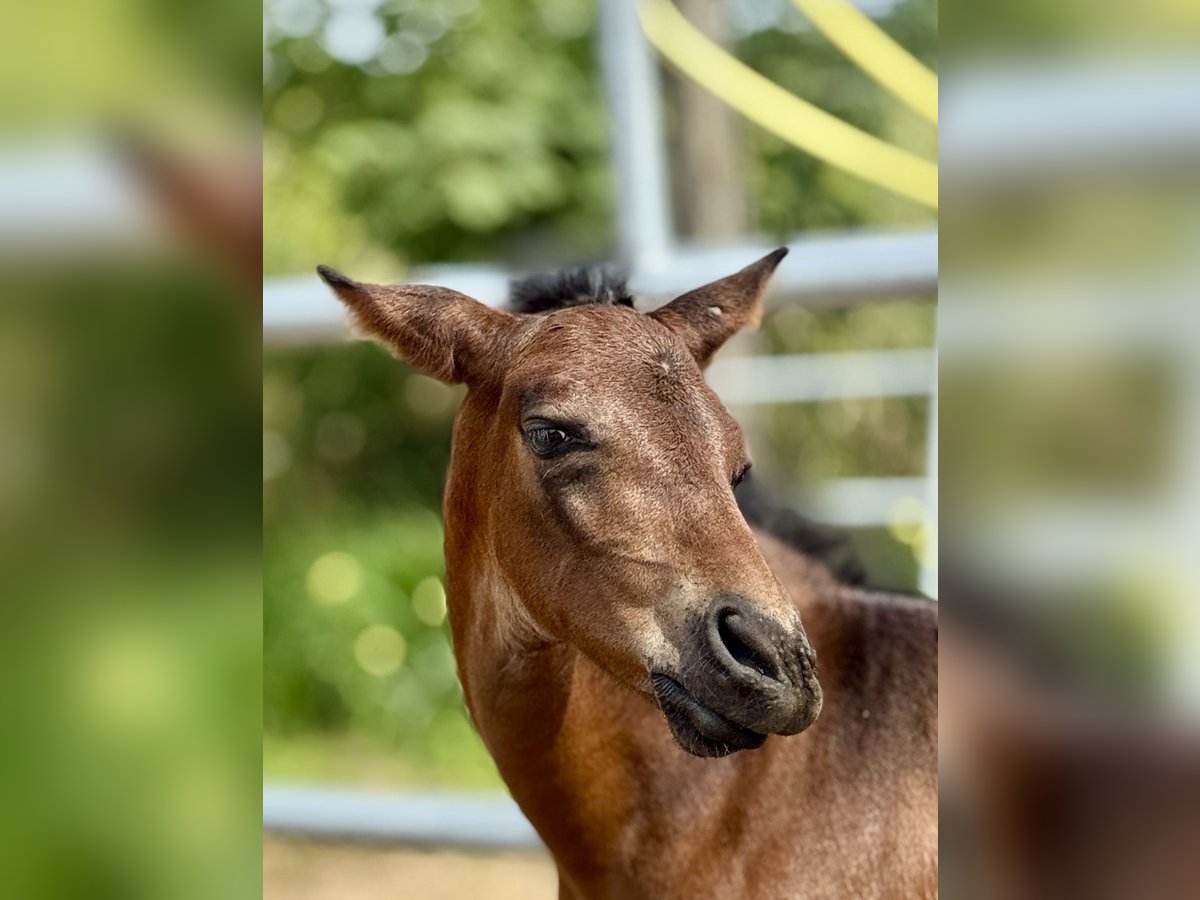 PRE Stallion Foal (08/2025) 15,2 hh Brown in Stahnsdorf