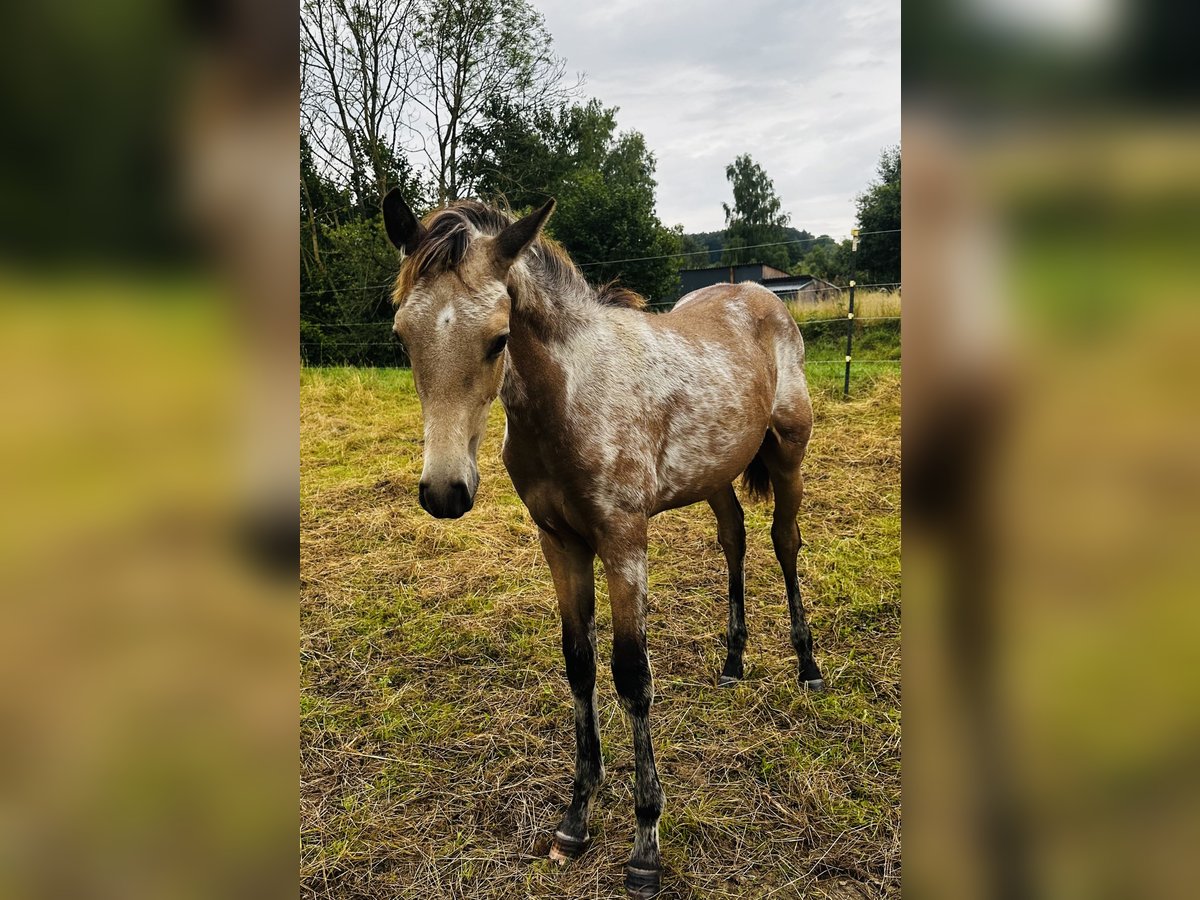 PRE Stallion Foal (03/2025) 15,2 hh Buckskin in Staufenberg