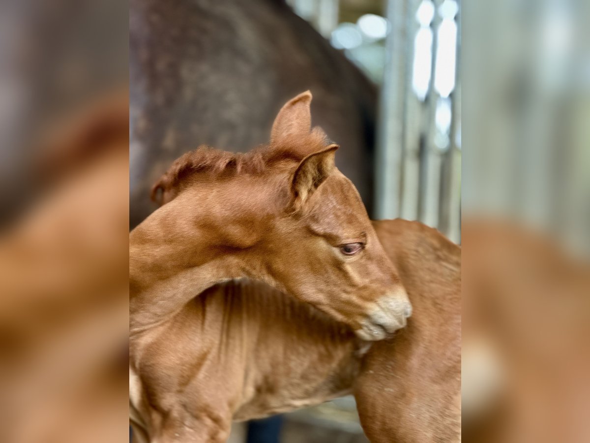 PRE Stallion Foal (07/2025) 15,2 hh Chestnut-Red in Stahnsdorf