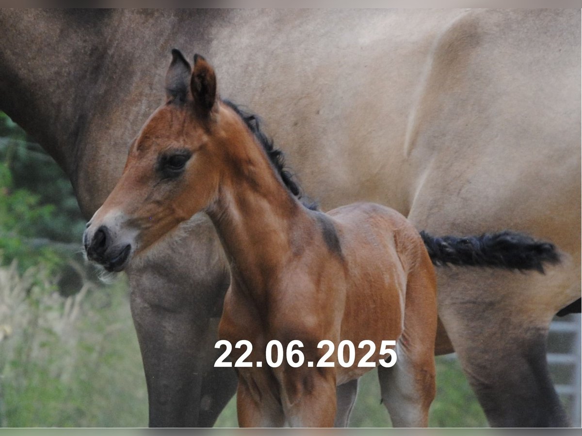 PRE Mix Stallion Foal (01/2025) 15,2 hh Pearl in Himmelpforten