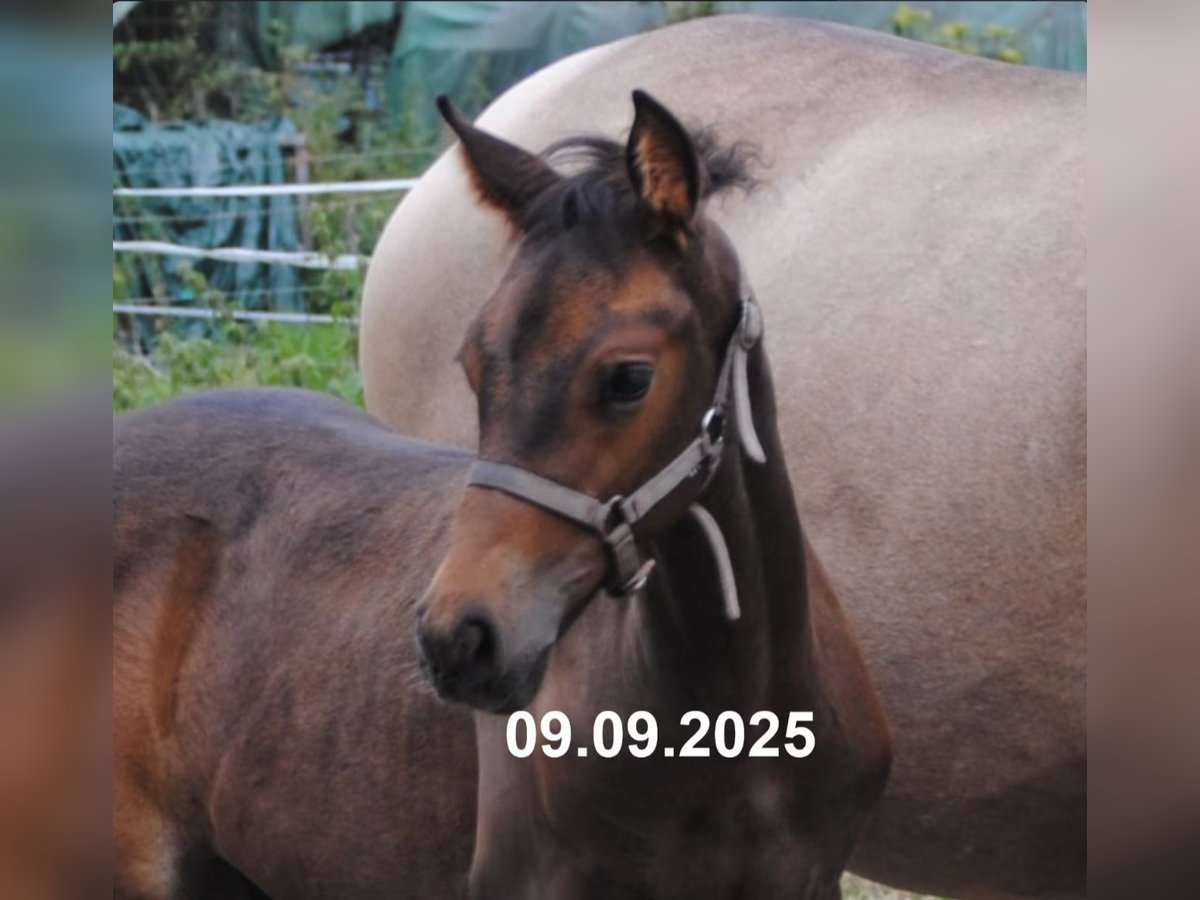 PRE Mix Stallion Foal (01/2025) 15,2 hh Pearl in Himmelpforten