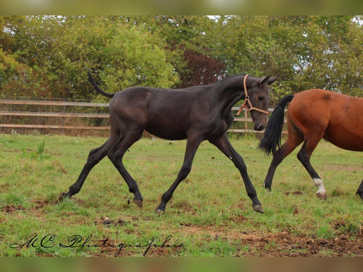 PRE Stallion Foal (03/2025) 16,1 hh Grey-Dark-Tan in Polenz