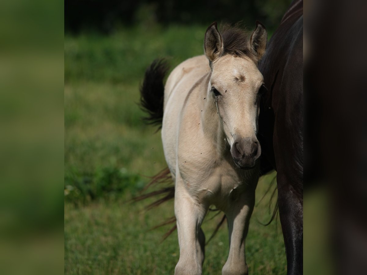 PRE Stallion Foal (01/2024) 16 hh in Hamburg