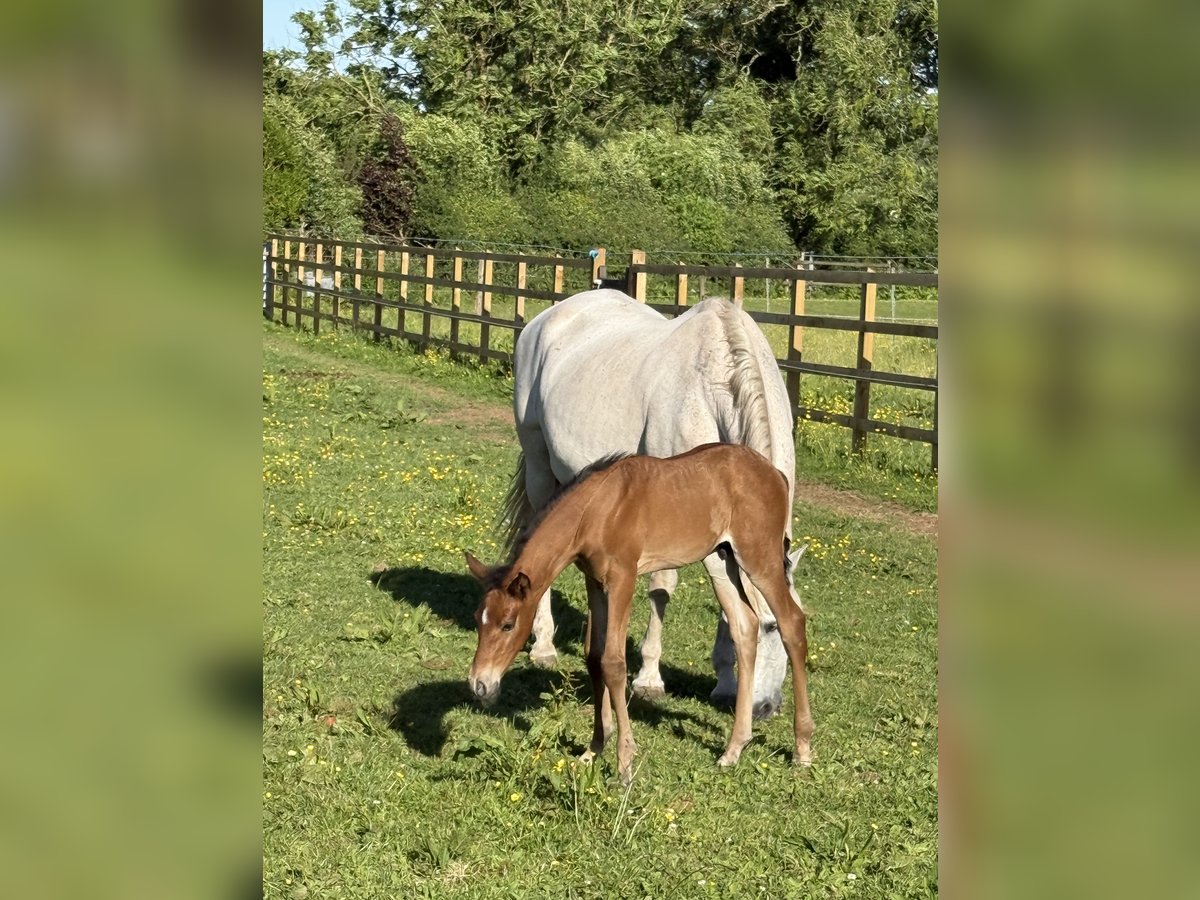 PRE Stallion  16 hh Bay in Somerset