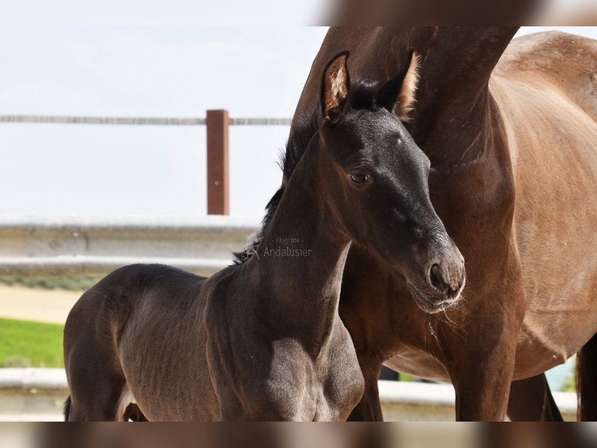 PRE Stallion  16 hh Black in Provinz Cordoba