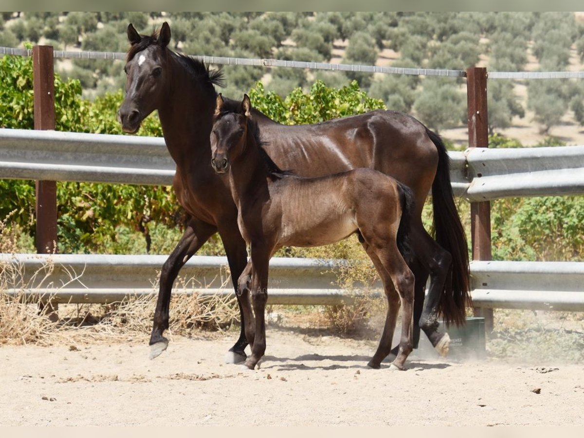 PRE Stallion Foal (06/2025) 16 hh Black in Provinz Cordoba