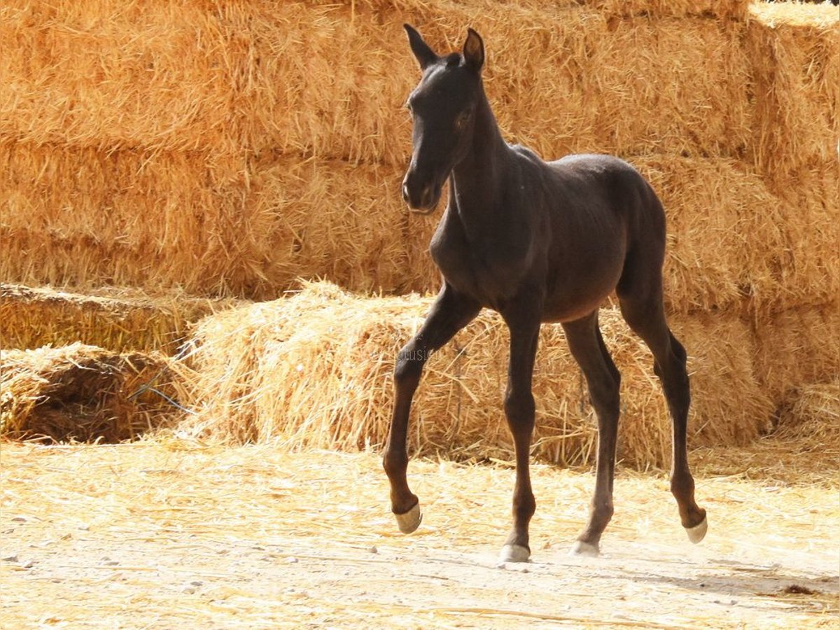PRE Stallion Foal (06/2025) 16 hh Black in Provinz Cordoba