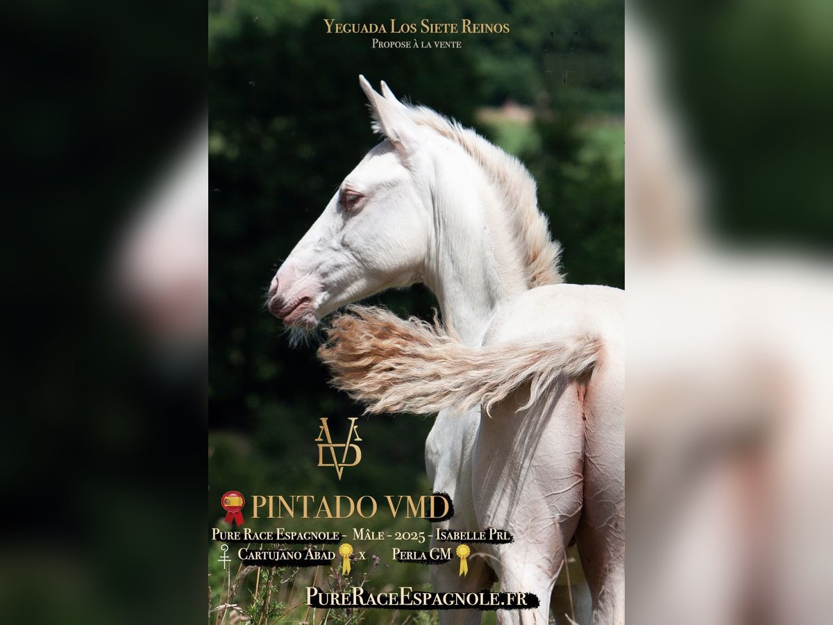 PRE Stallion Foal (03/2025) 16 hh Dun in La Vespière-Friardel PRE Stallion Foal (03/2025) 16 hh Dun in La Vespière-Friardel