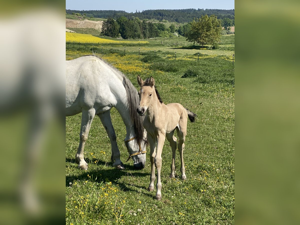 PRE Stallion  16 hh Dun in Gottfrieding