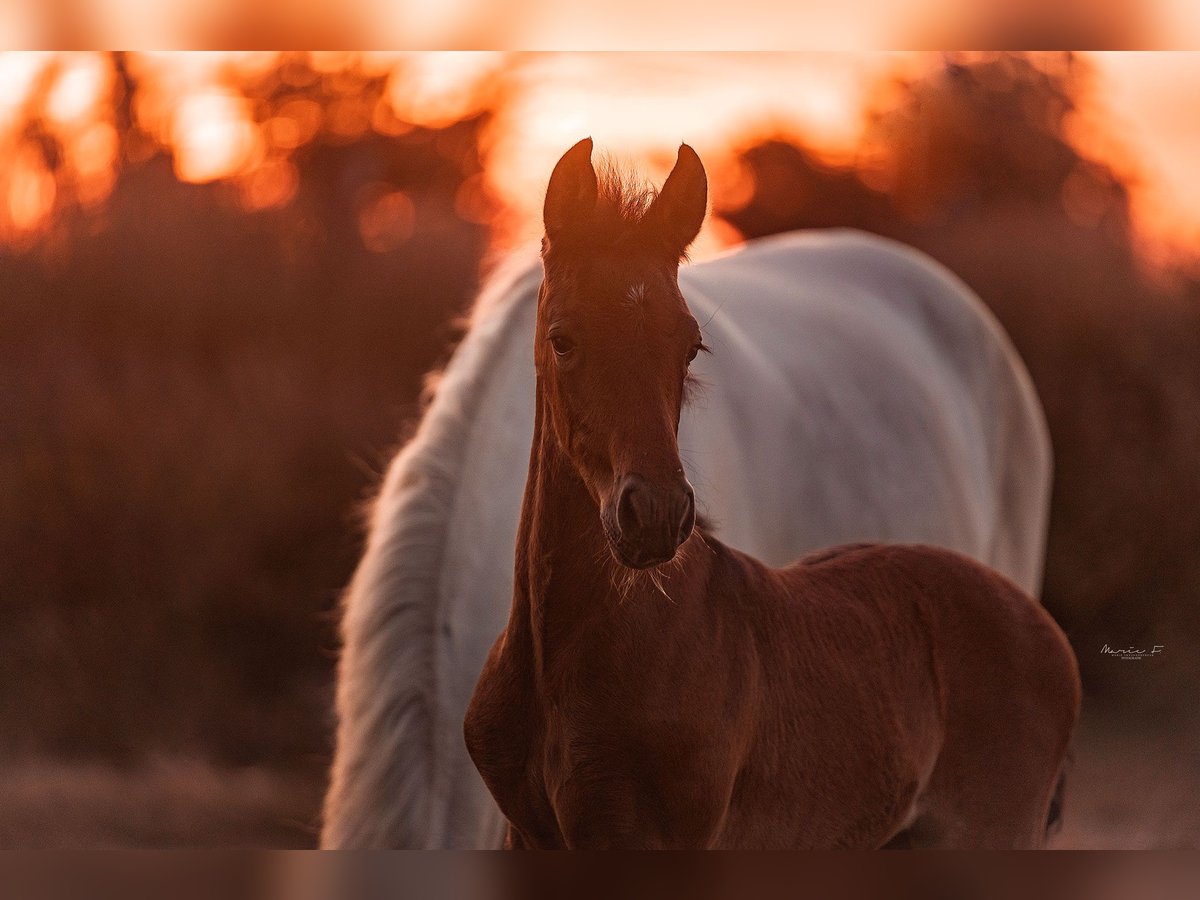 PRE Stallion  16 hh Gray in Serooskerke